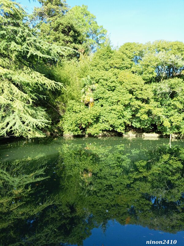 Адлер. Дендропарк "Южные культуры" - Нина Бутко Адлер. Дендропарк "Южные культуры" - Нина Бутко