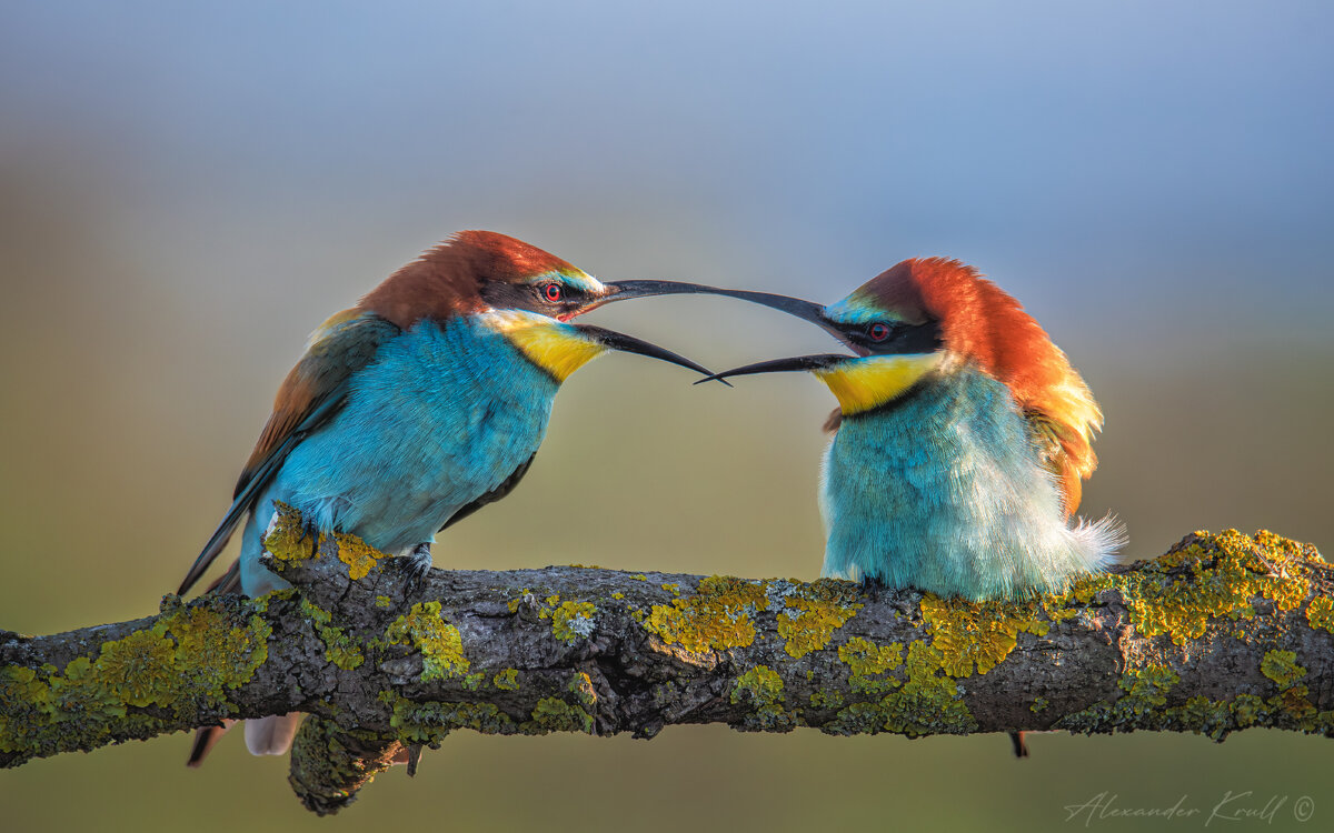Диалог - Александр К.