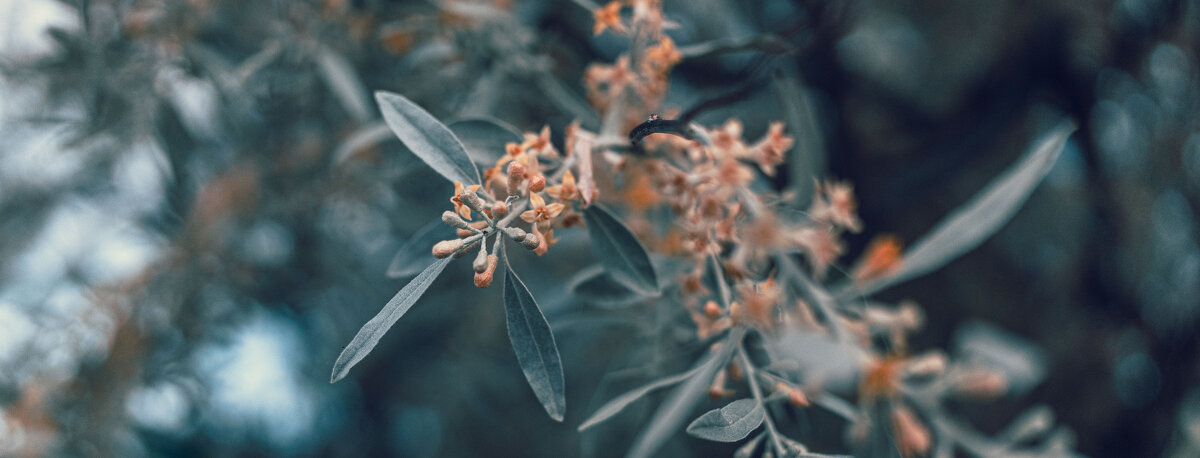 *** - Елена Алексеева