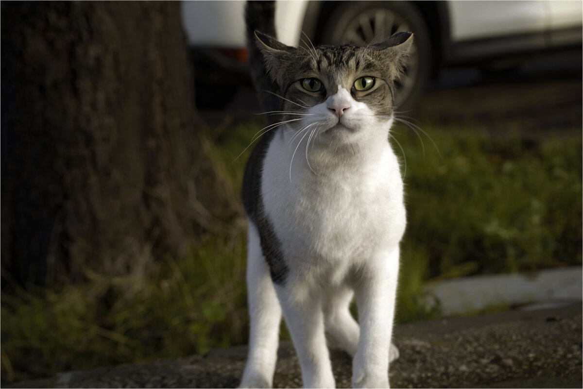 КОШКИ НАШЕГО ГОРОДА  - ujgcvbif 