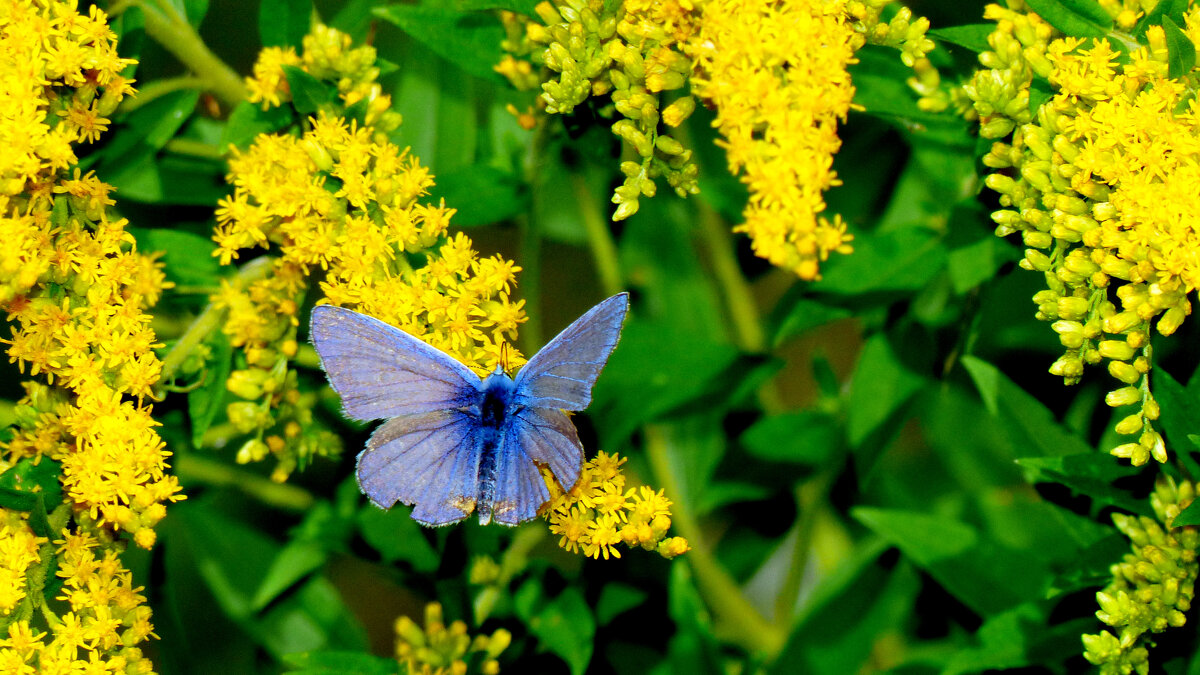 опять про бабочек...171 - Александр Прокудин опять про бабочек...171 - Александр Прокудин