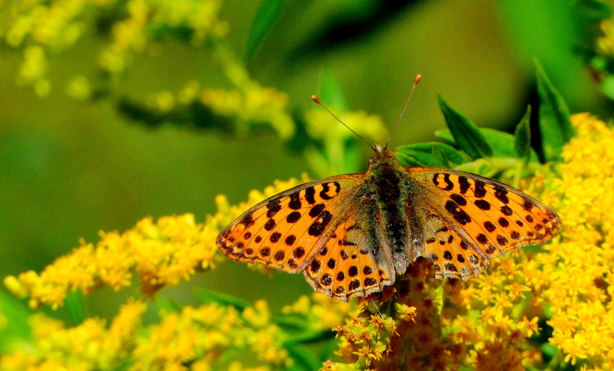 опять про бабочек...174 - Александр Прокудин опять про бабочек...174 - Александр Прокудин