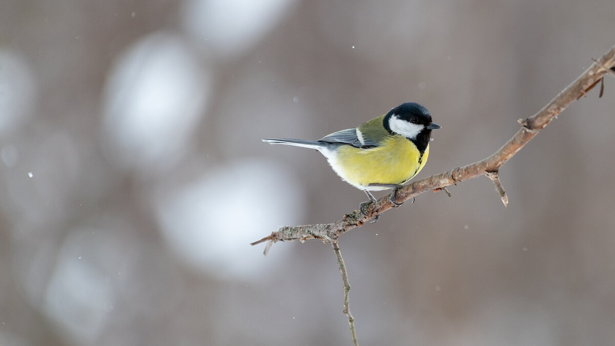 Синицы. Зима - Владимир Лазарев Синицы. Зима - Владимир Лазарев