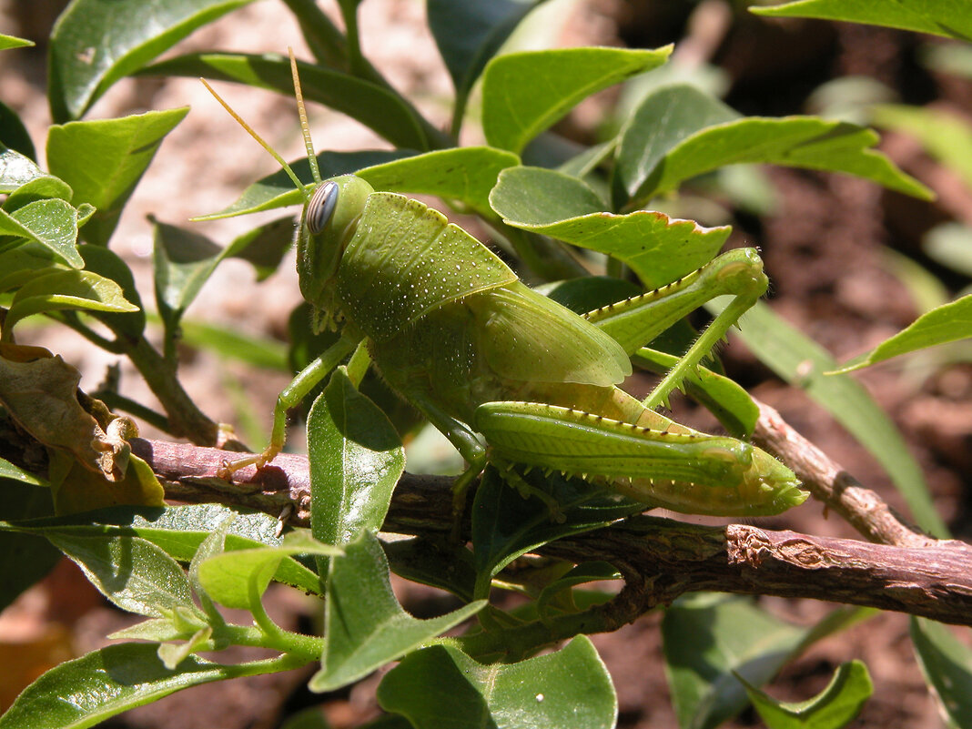 Зеленая мимикрия - Владимир Шишкин Зеленая мимикрия - Владимир Шишкин