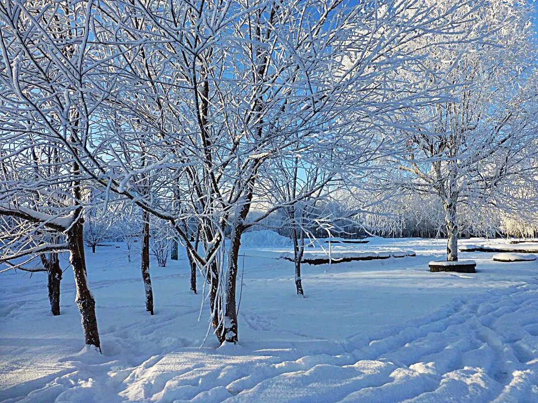 Январь...Серебряное  утро в сквере! - Владимир 