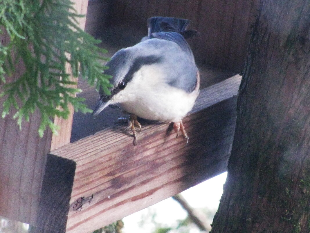 Поползень в кормушке - Людмила Смородинская Поползень в кормушке - Людмила Смородинская