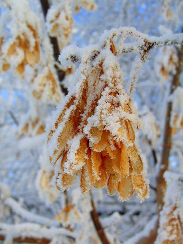 Зимний клён. - nadyasilyuk Вознюк Зимний клён. - nadyasilyuk Вознюк