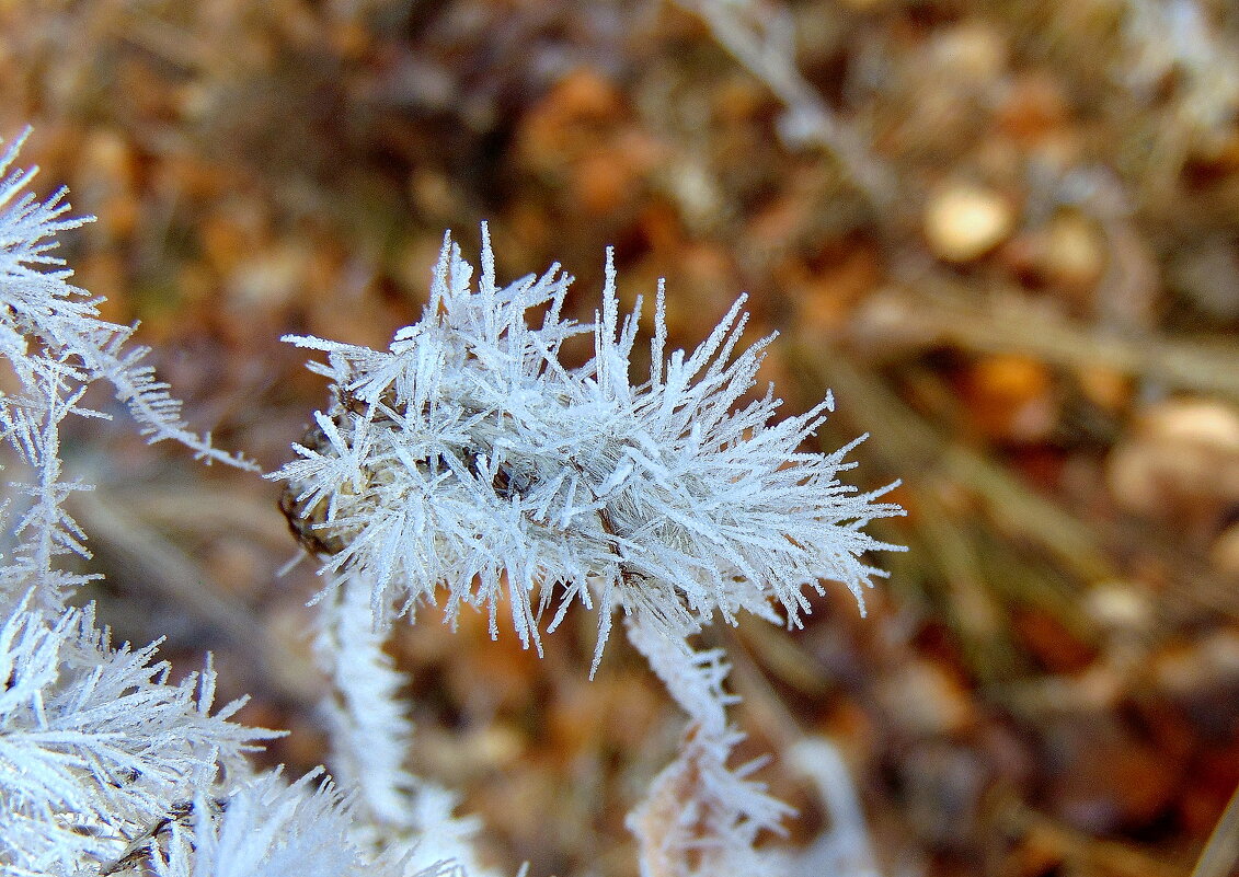 Травинка в инее. - nadyasilyuk Вознюк Травинка в инее. - nadyasilyuk Вознюк
