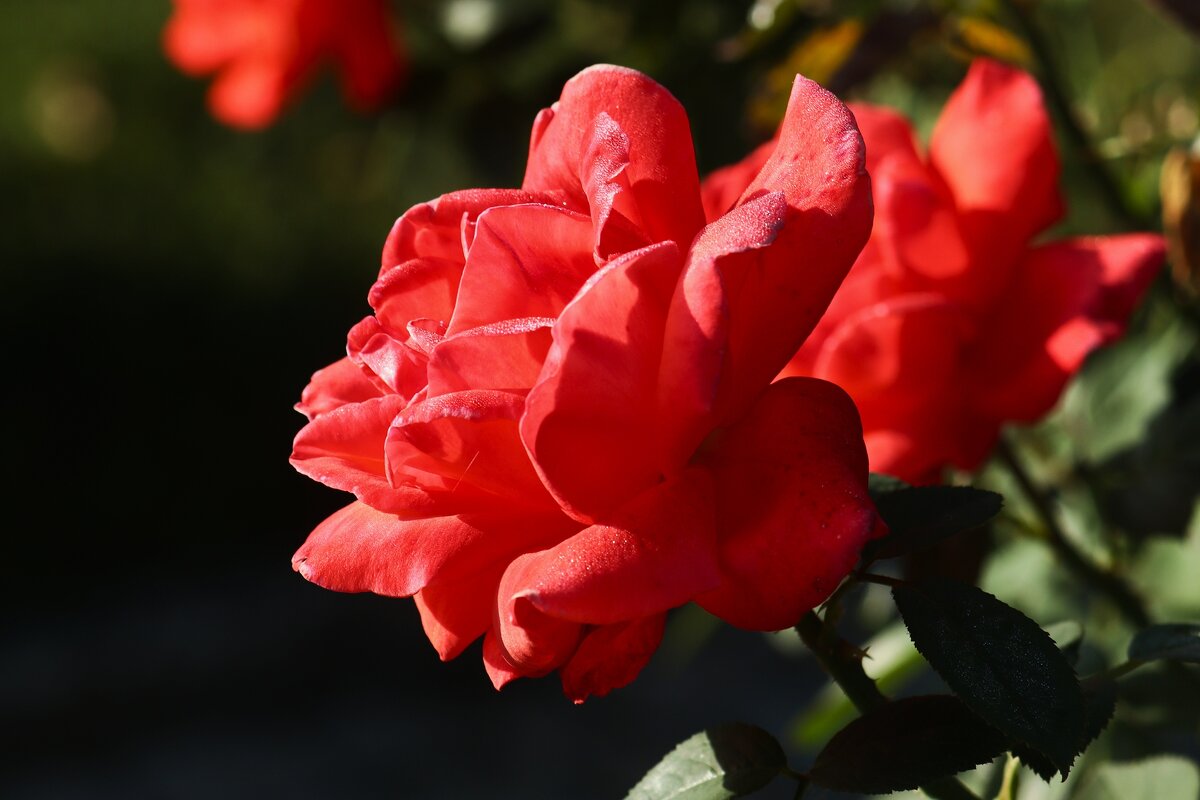 Доброе утро - Юрий. Шмаков Доброе утро - Юрий. Шмаков