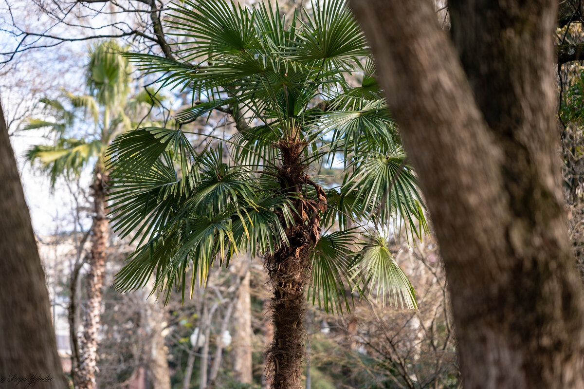 ... - Сергей Яковлев