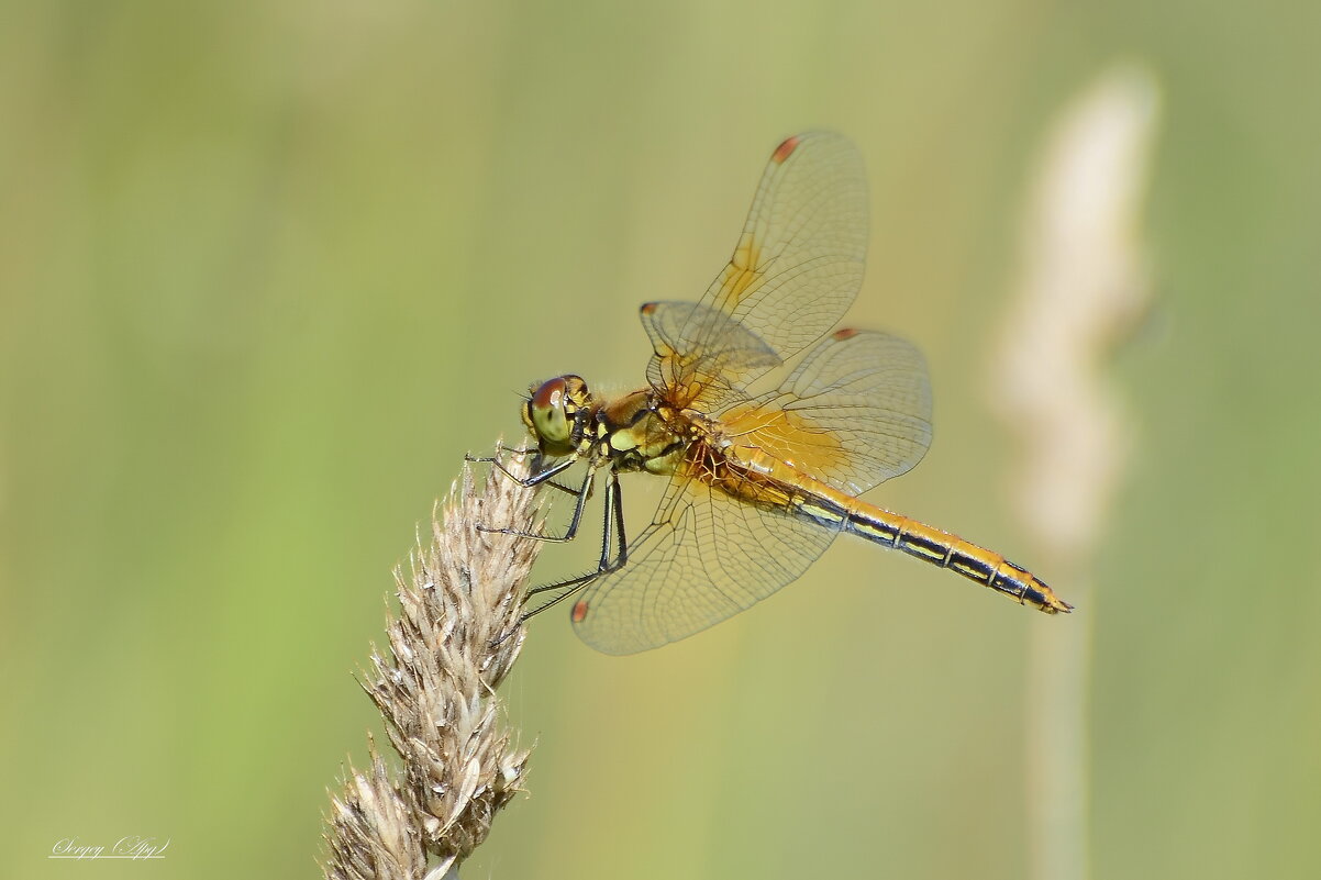 ..... - Sergey (Apg)