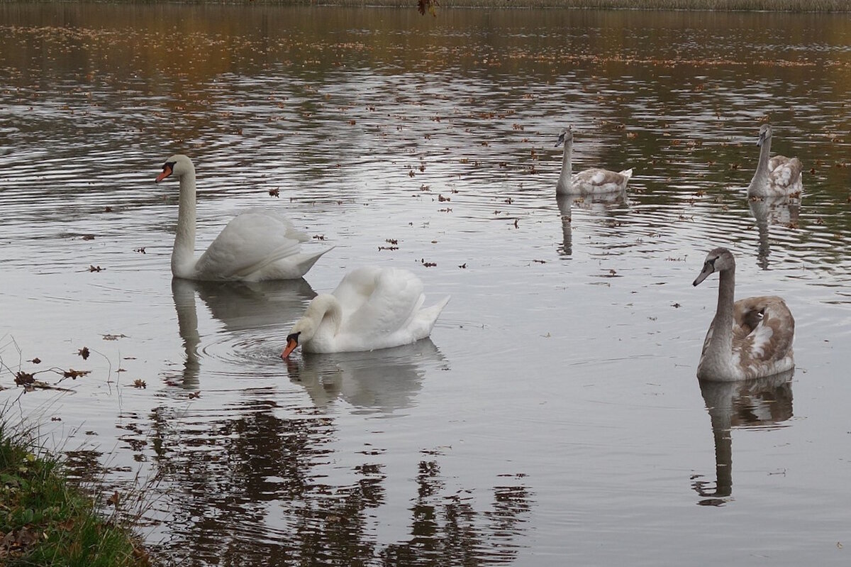 Лебеди в городском парке - Рита Симонова Лебеди в городском парке - Рита Симонова
