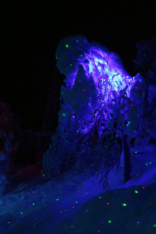 Ночь в Таинственном лесу - Ольга Ночь в Таинственном лесу - Ольга