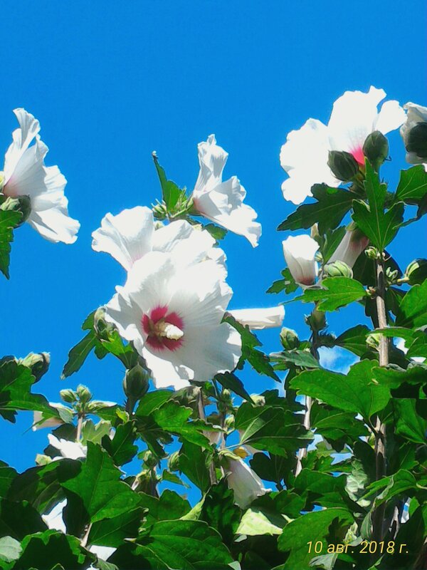 Просто цветы - Натали 