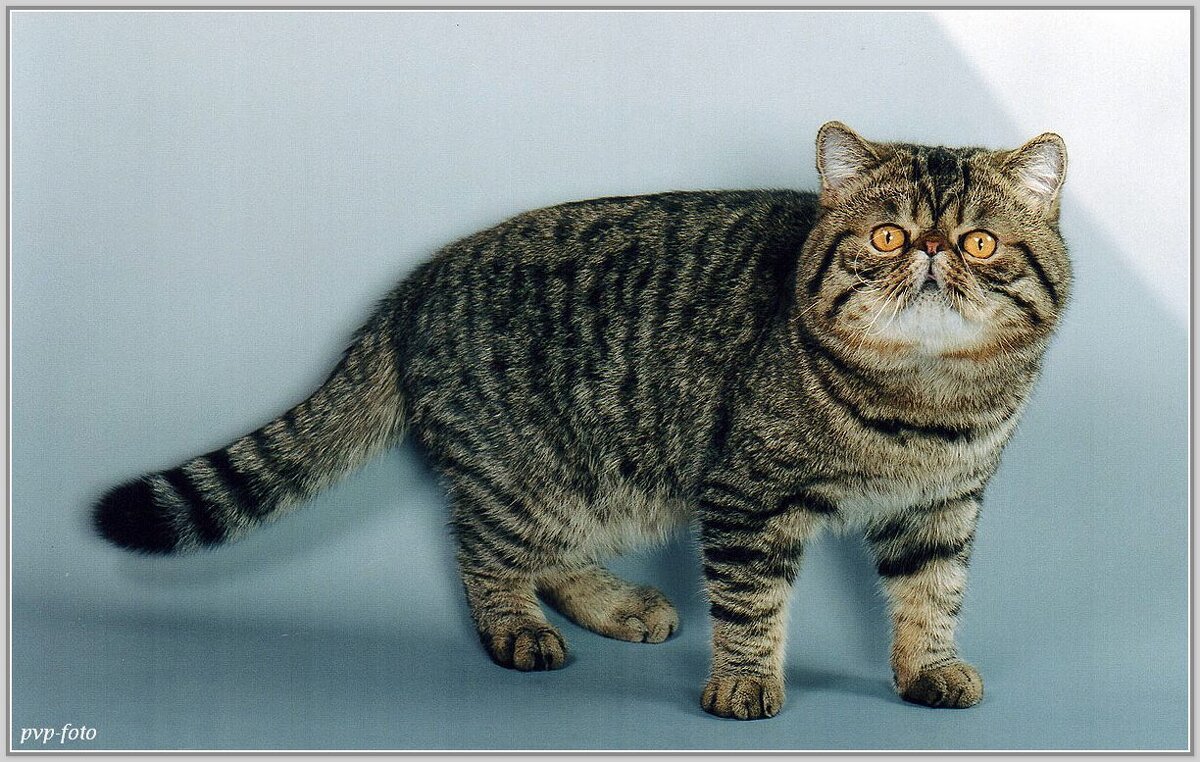 Экзот. - Владимир Попов