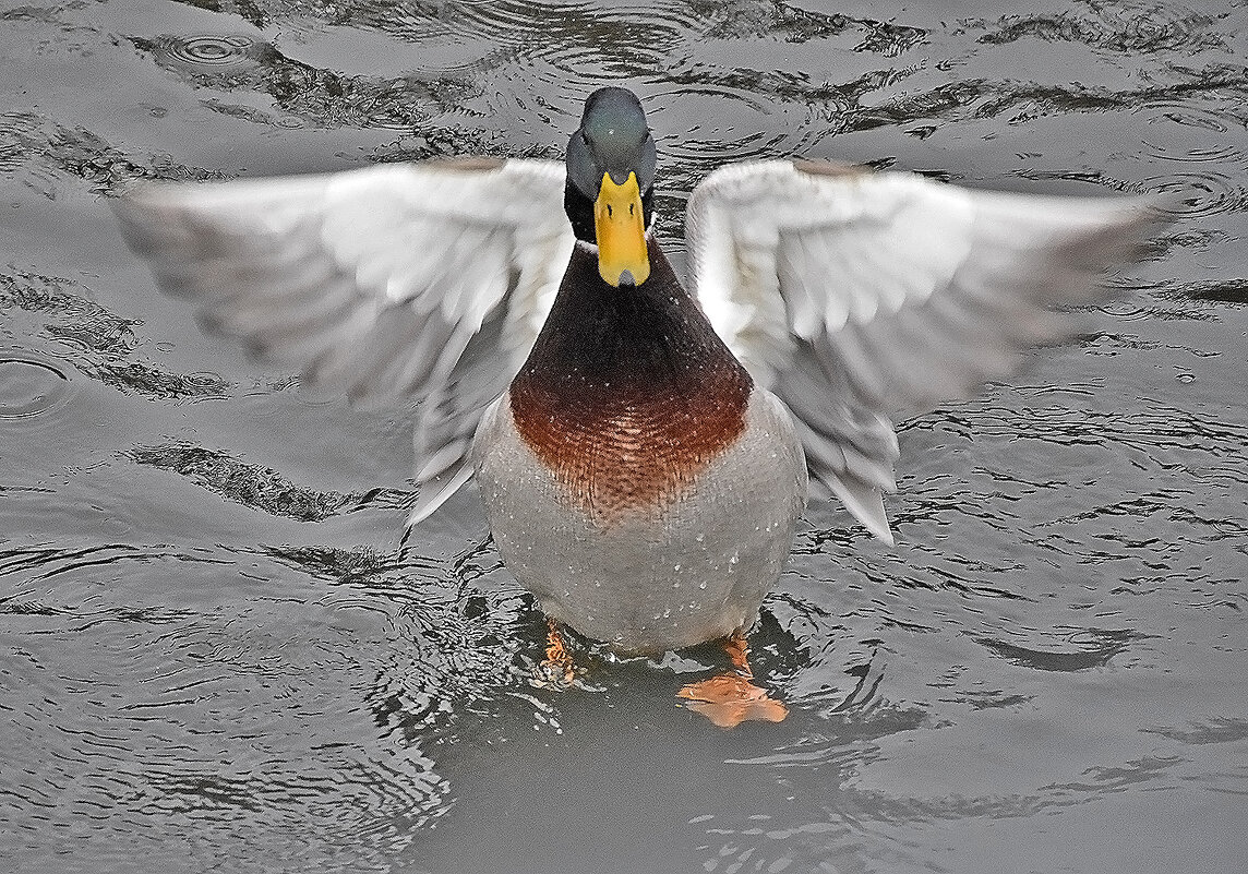 Сушу крылья! - Валентина Нефёдова Сушу крылья! - Валентина Нефёдова