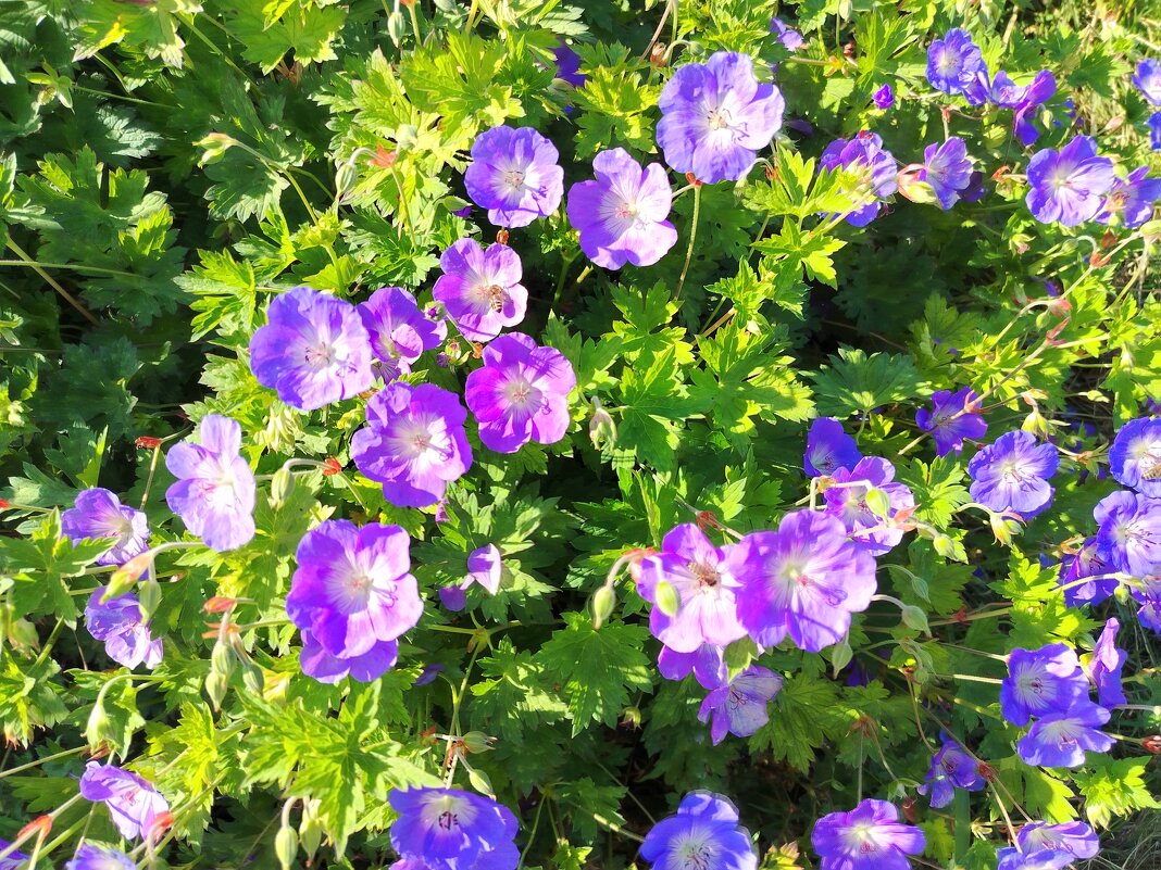 Просто цветочки! - Надежда Просто цветочки! - Надежда