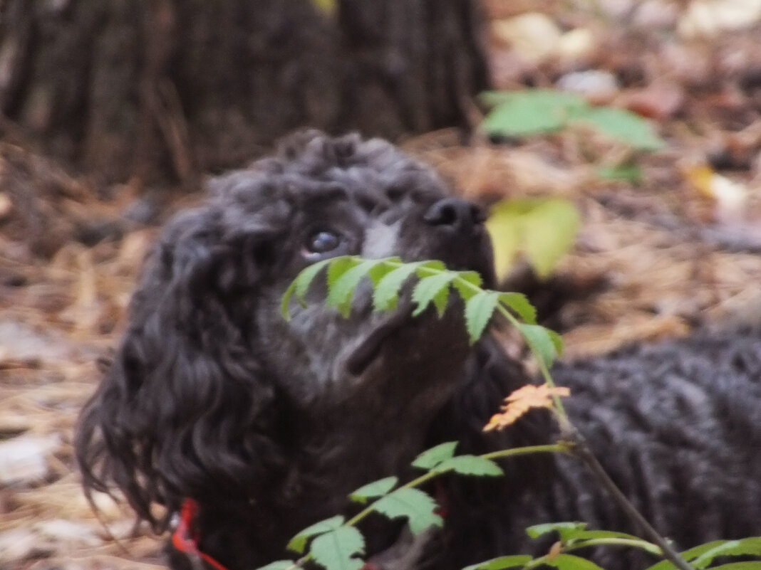 Охотничий азарт - Дмитрий П Охотничий азарт - Дмитрий П