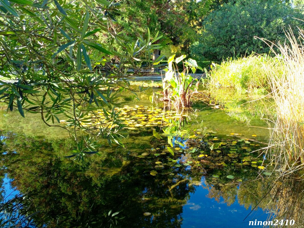 Адлер. Дендропарк "Южные культуры" - Нина Бутко Адлер. Дендропарк "Южные культуры" - Нина Бутко