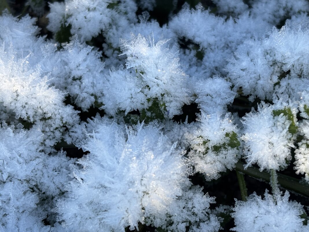 Пушисто - Ольга Савельева Пушисто - Ольга Савельева