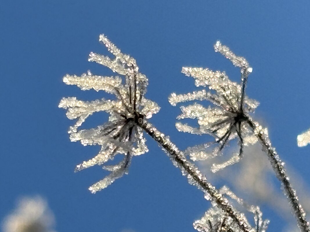 Морозко пришел - Ольга Савельева 