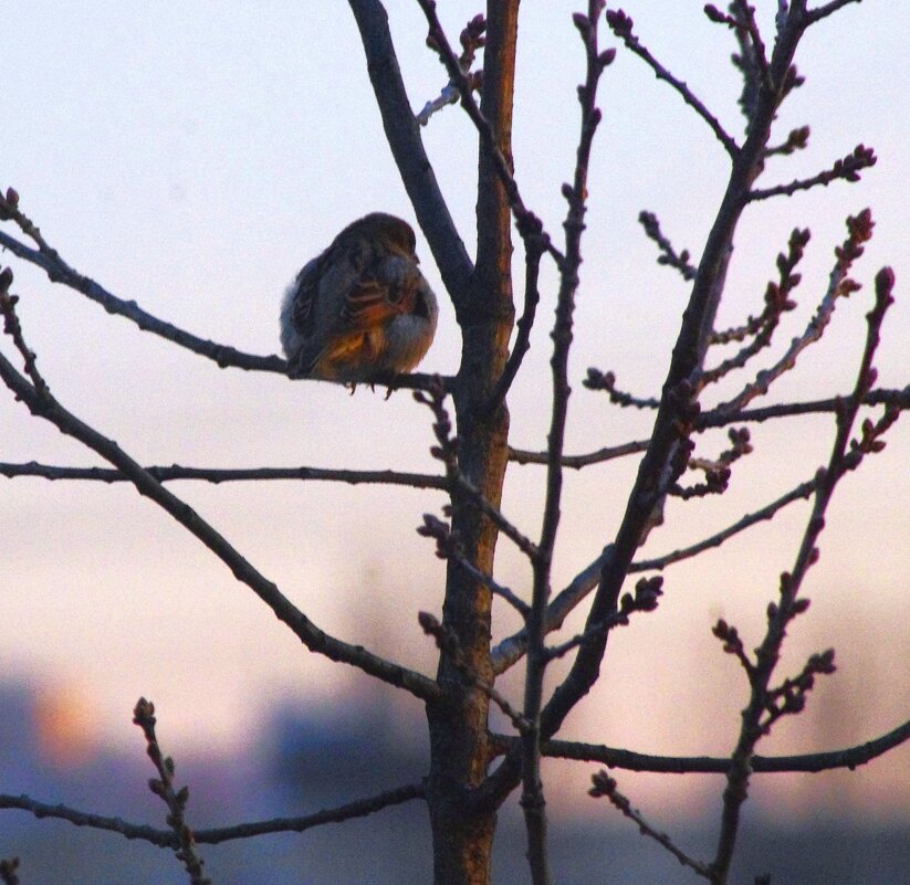 Холодно воробьихе... - Юрий Куликов Холодно воробьихе... - Юрий Куликов