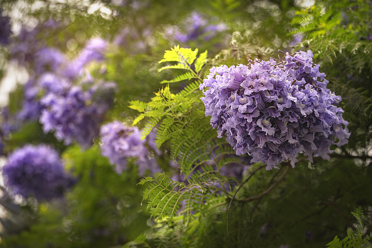 Жакаранда - Svetlana Galvez Жакаранда - Svetlana Galvez
