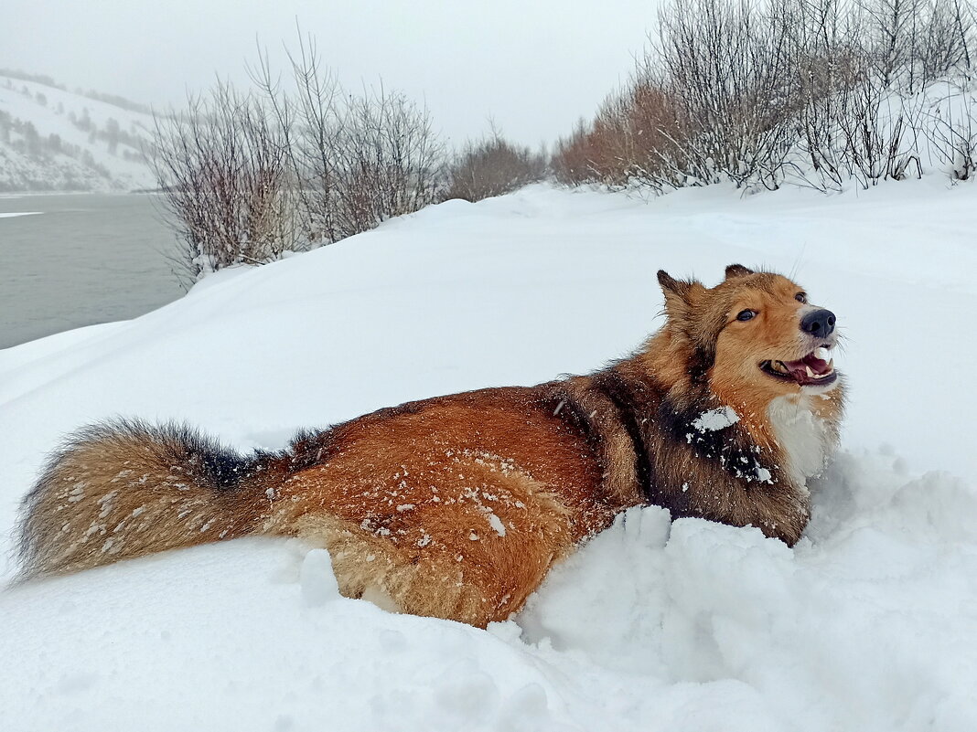 Собачья радость - Павел Трунцев Собачья радость - Павел Трунцев