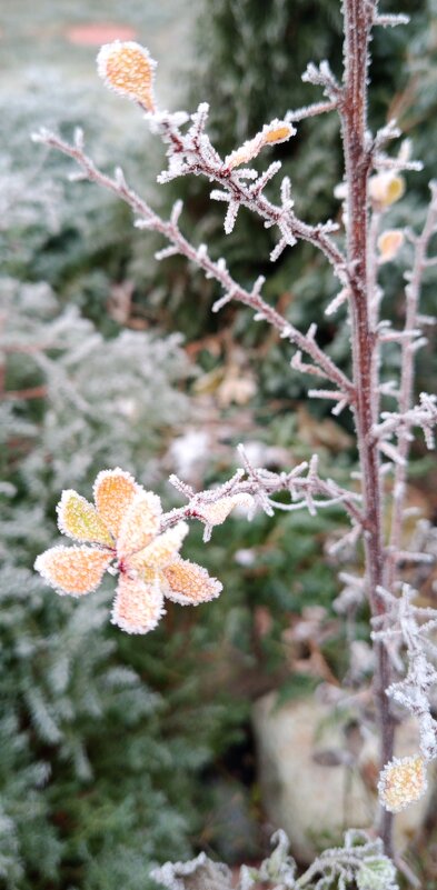 Хрупкость - Юлия Петлякова