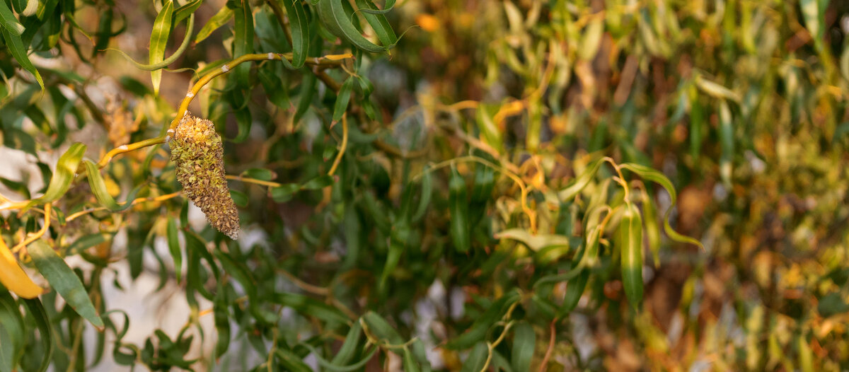 *** - Елена Алексеева