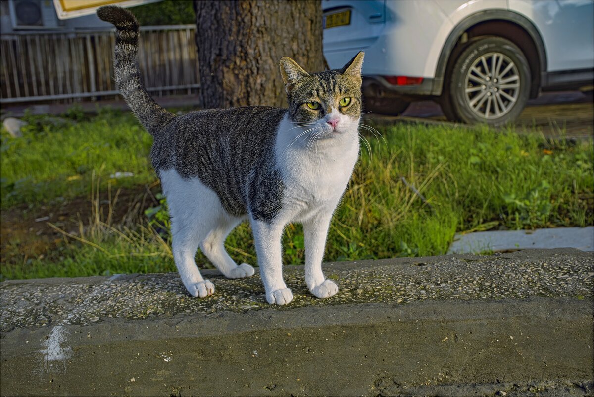 КОШКИ НАШЕГО ГОРОДА  - ujgcvbif 