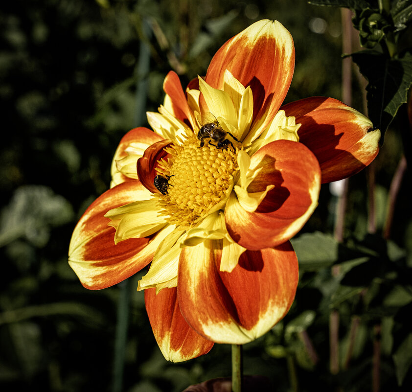 Кому цветок, а кому рабочее место ;-) - Алексей Пышненко Кому цветок, а кому рабочее место ;-) - Алексей Пышненко