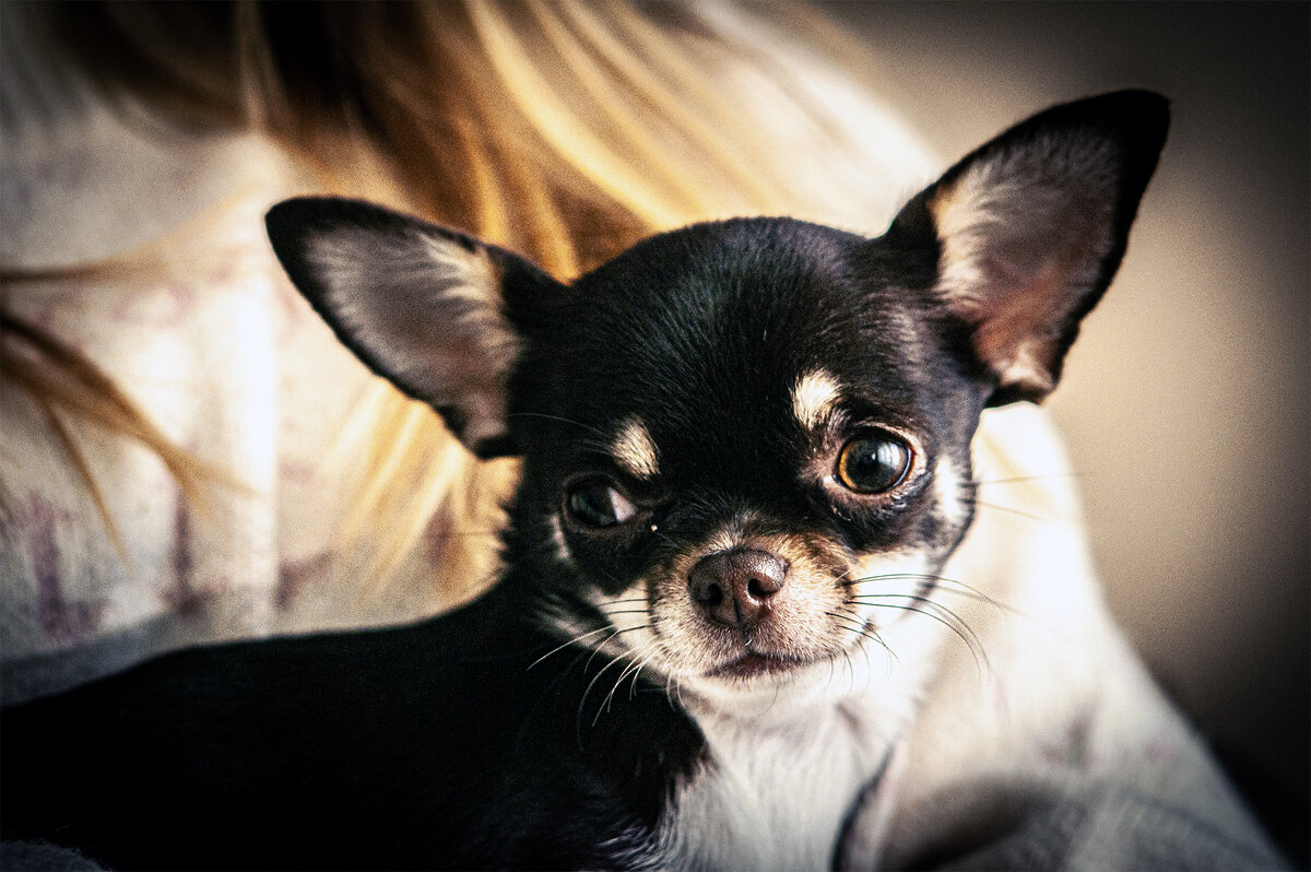 Братья меньшие. - Юрий Яньков Братья меньшие. - Юрий Яньков