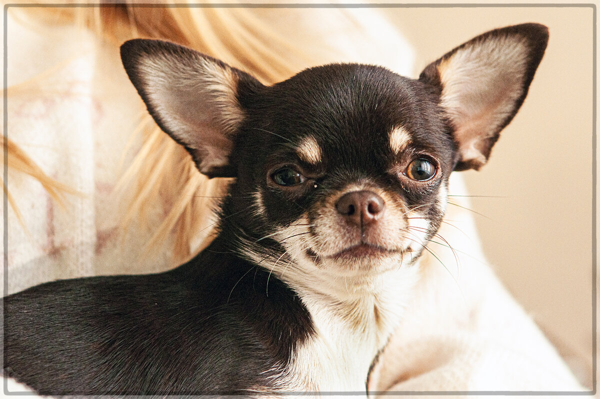 Братья меньшие... - Юрий Яньков Братья меньшие... - Юрий Яньков