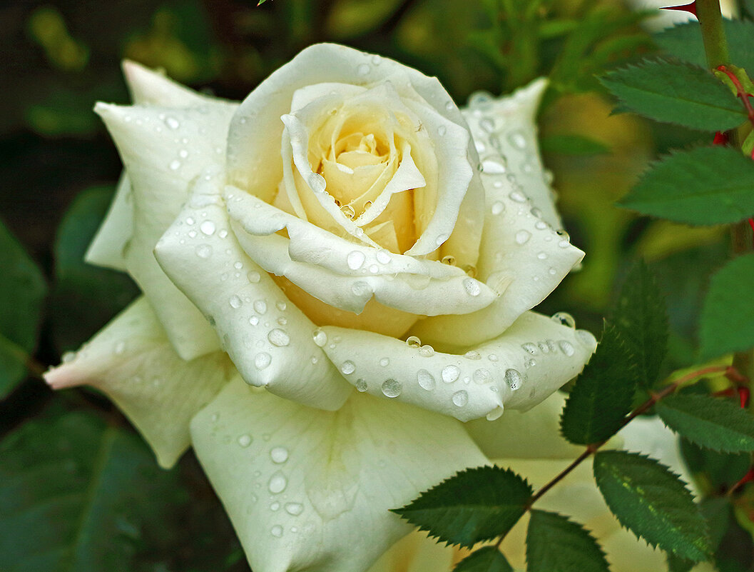 После дождя - Светлана После дождя - Светлана