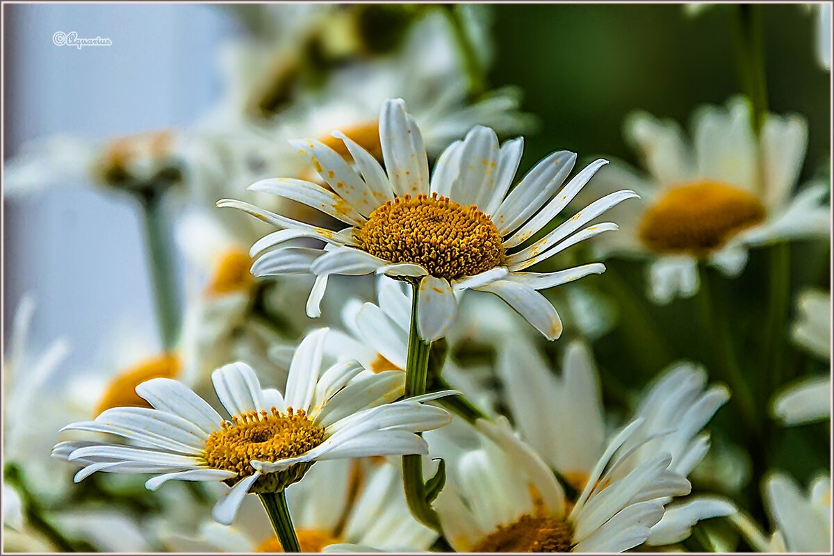 Про ромашки... - Aquarius - Сергей Про ромашки... - Aquarius - Сергей
