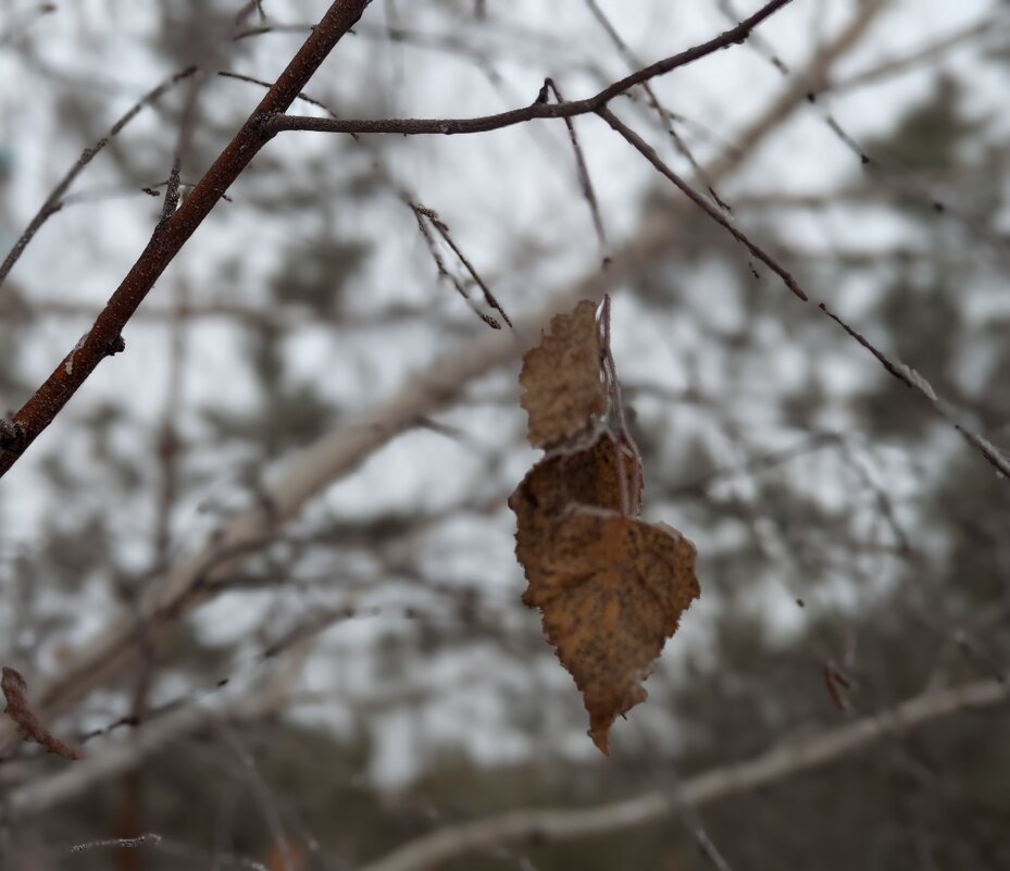Листик на ветру - Андрей Хлопонин Листик на ветру - Андрей Хлопонин