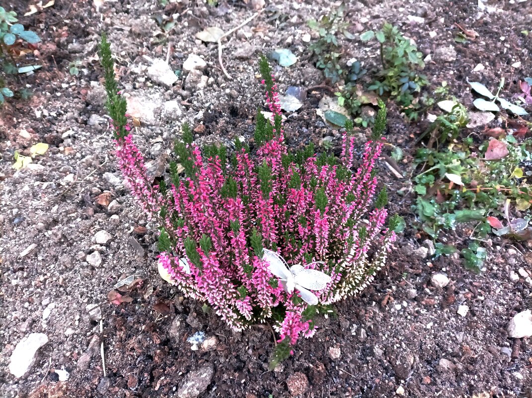 Вереск - Veera V Вереск - Veera V