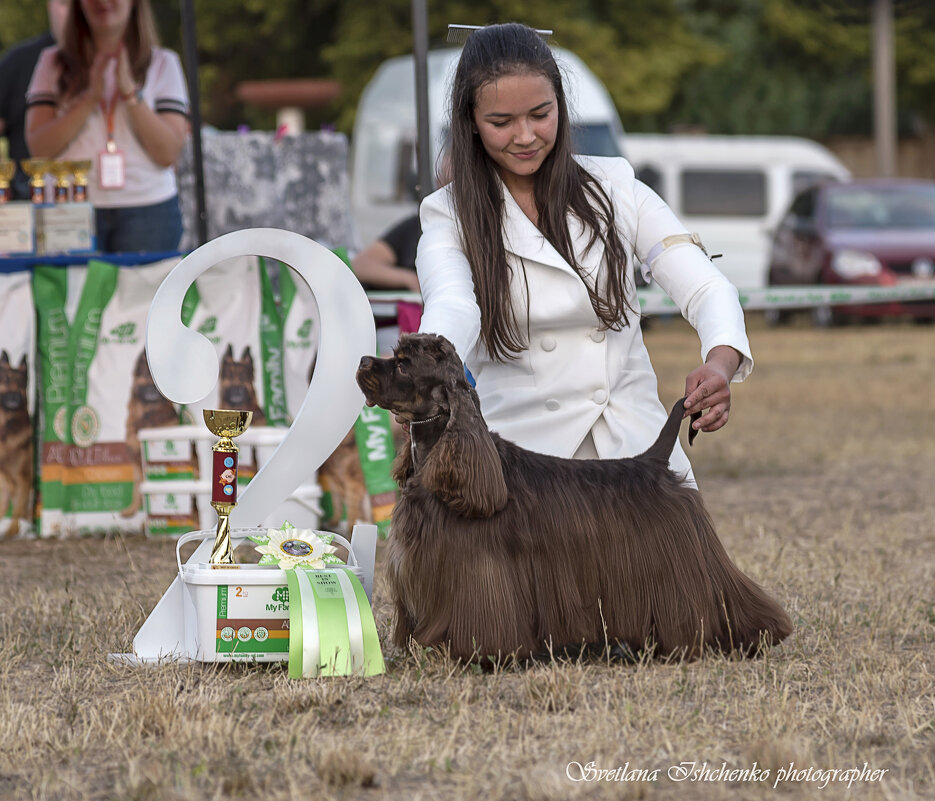 Американский кокер-спаниель - Светлана Ищенко Американский кокер-спаниель - Светлана Ищенко