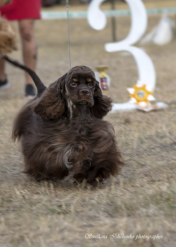 Американский кокер-спаниель - Светлана Ищенко Американский кокер-спаниель - Светлана Ищенко