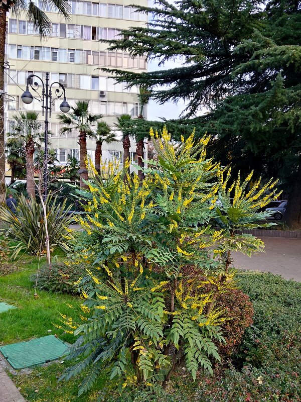 Сочи. Навагинская - Tata Wolf Сочи. Навагинская - Tata Wolf