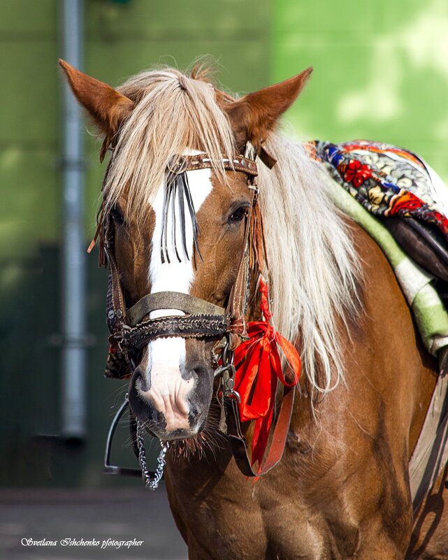 Лошадка - Светлана Ищенко