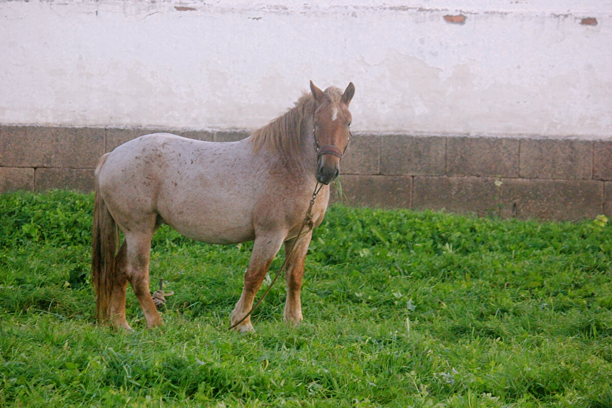 ** - Сергей Кочнев