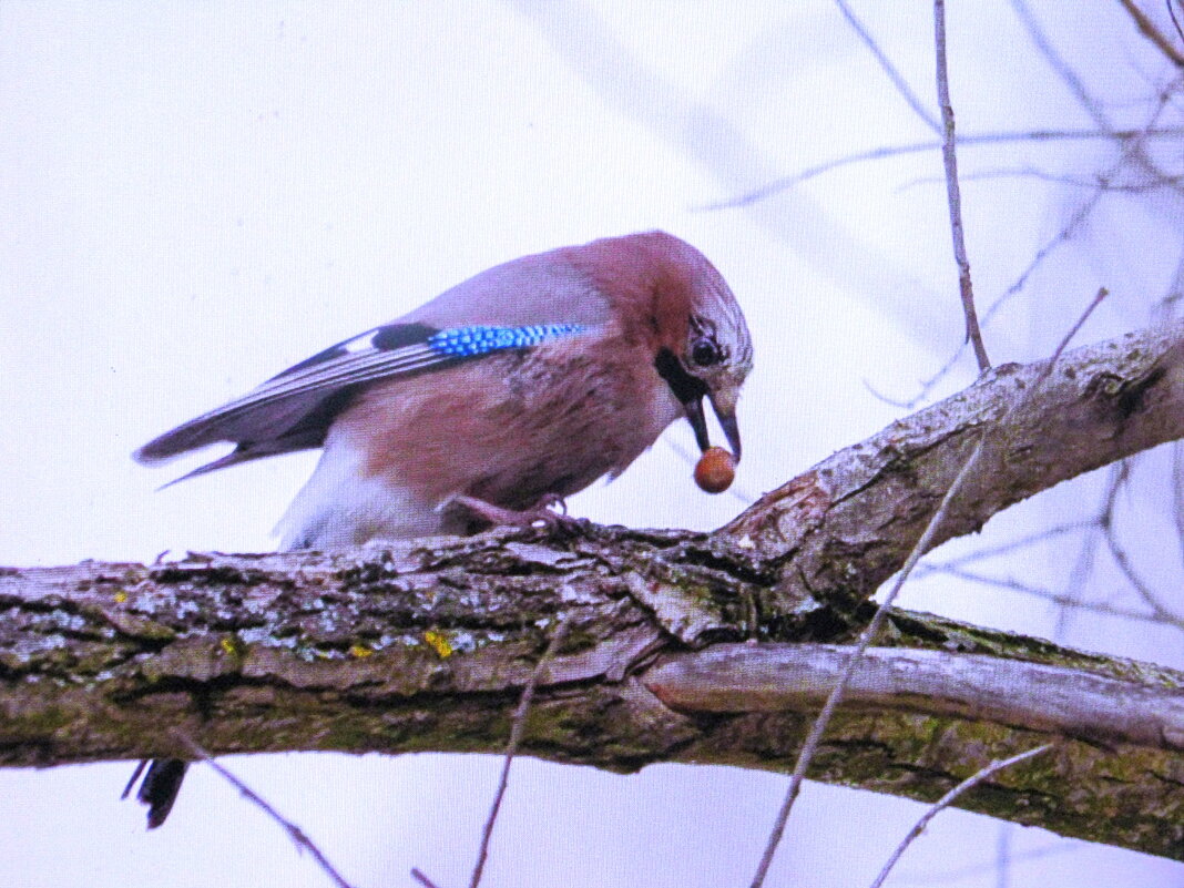 Любительница желудей - Людмила Смородинская Любительница желудей - Людмила Смородинская