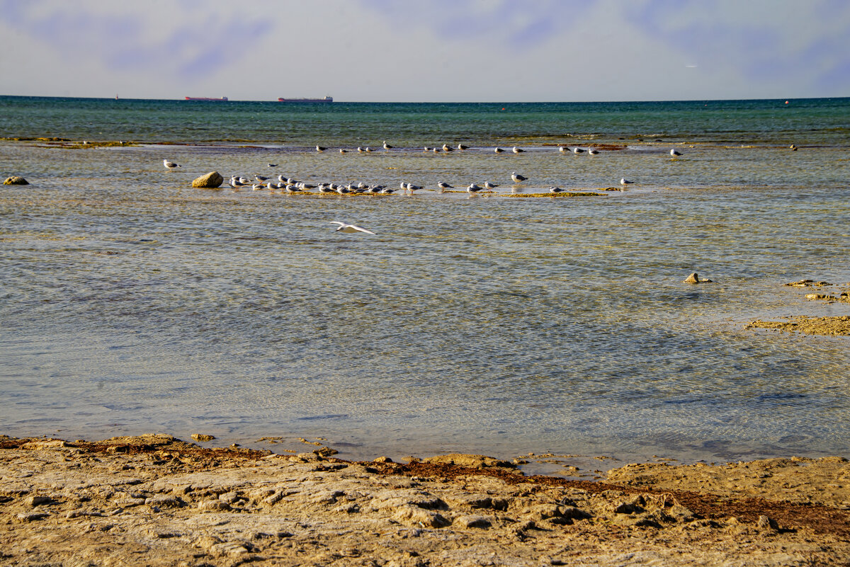 Чайкм - Анатолий Чикчирный