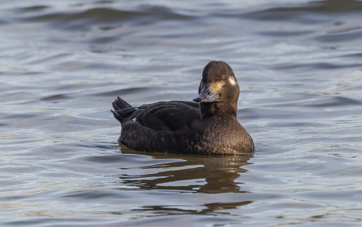 турпан. - юрий макаров