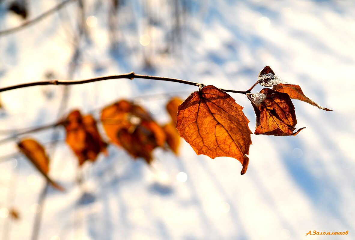 Этюды декабря... - Андрей Заломленков