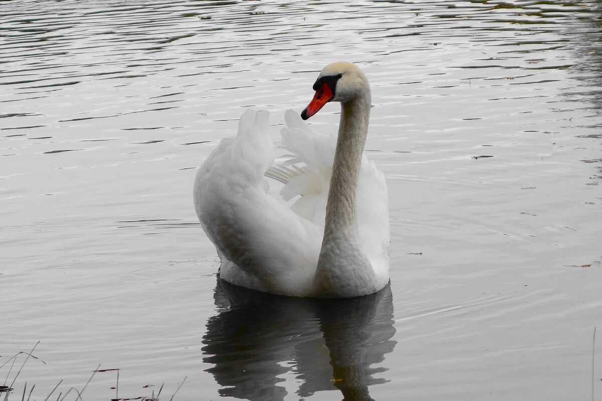 Лебеди в городском парке - Рита Симонова