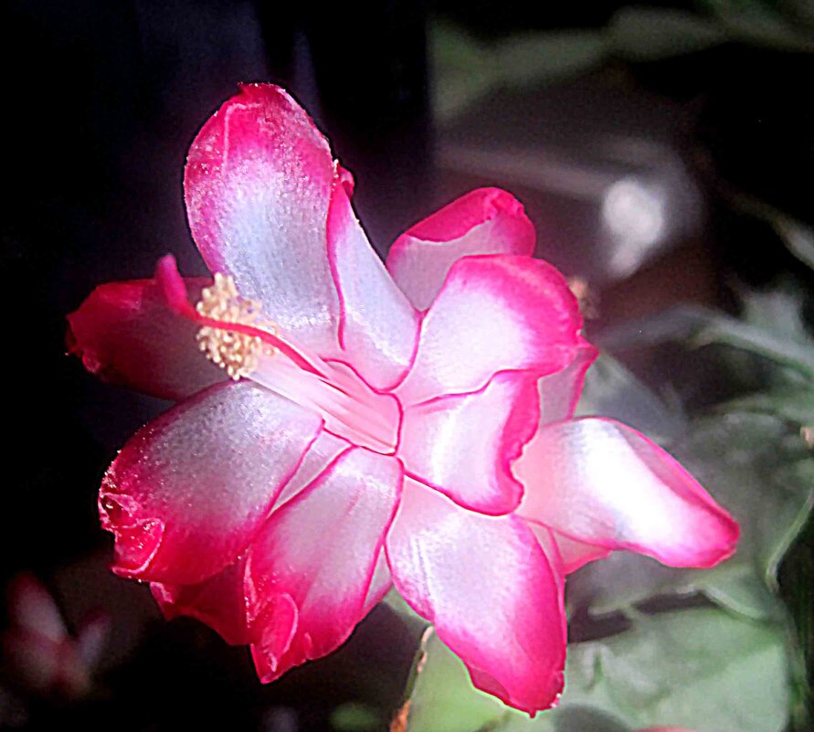 Декабрист - Елена Семигина Декабрист - Елена Семигина