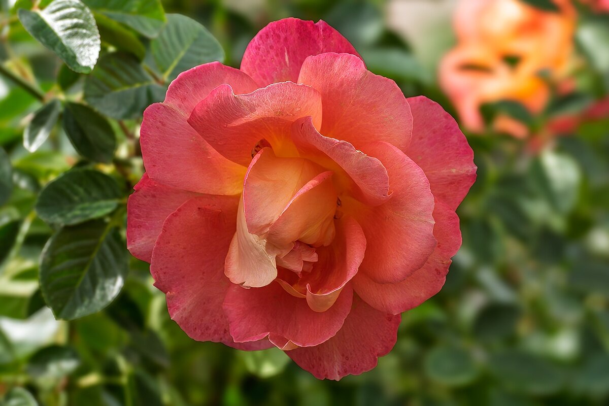 Роза - Игорь Сикорский Роза - Игорь Сикорский